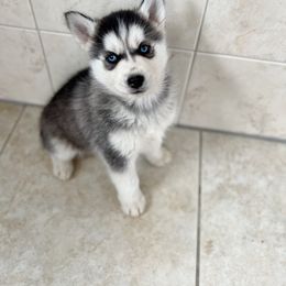 Siberian Husky Puppies from Angelica Zhushma