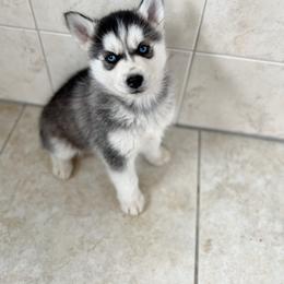 Siberian Husky Puppies from Angelica Zhushma