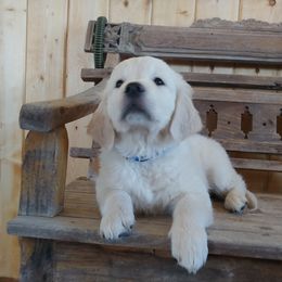 Golden Retriever Puppies from White Valley Goldens