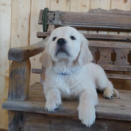 Golden Retriever Puppies from White Valley Goldens