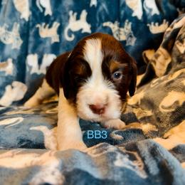 BB3 - Liver white and tan male English Springer Spaniel puppy in Britton, South Dakota from K&S Canines