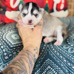 Girl 1 - Silver and white female Pomsky puppy in Yavapai County, Arizona from Pawsh Pomskies