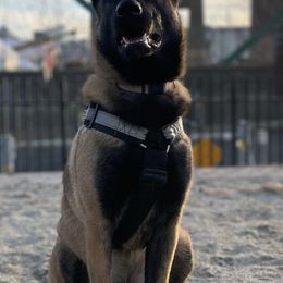 Australian Shepherd, Belgian Malinois, and Dutch Shepherd All Grown Up from Paws Laws k9