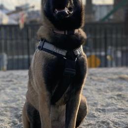 Australian Shepherd, Belgian Malinois, and Dutch Shepherd All Grown Up from Paws Laws k9
