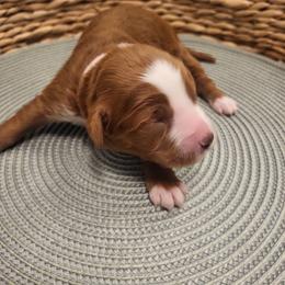 K-Pink Girl - Red  female Goldendoodle puppy in Lewisville, Texas from Texas Goldendoodle Lovers