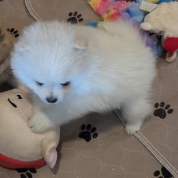 ACE - Cream parti male Pomeranian puppy in Denton, Texas from Pepplers Poms