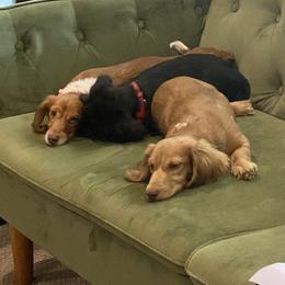 Dachshund All Grown Up from East Texas Dachshunds