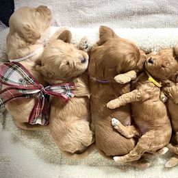Goldendoodle Puppies from Doodle Love ❤️