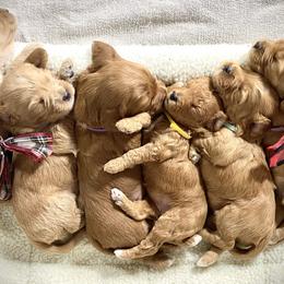 Goldendoodle Puppies from Doodle Love ❤️
