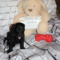 Pink "Uncle Sam" - Black Labradoodle puppy in Las Vegas, Nevada from Patriot Labradoodles
