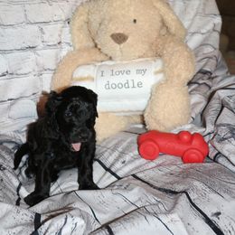 Pink "Uncle Sam" - Black Labradoodle puppy in Las Vegas, Nevada from Patriot Labradoodles