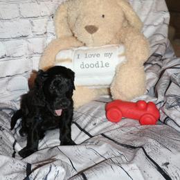 Pink "Uncle Sam" - Black Labradoodle puppy in Las Vegas, Nevada from Patriot Labradoodles