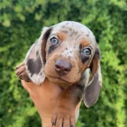 Dachshund Puppies from KCK9 Dachshunds