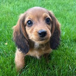 Nugget - Red male Dachshund puppy in Salem, Oregon from Longdox Mini Dachshunds