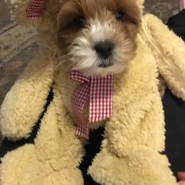 Australian Labradoodle Puppies from Wild Daisy Labradoodles