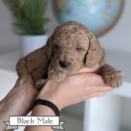 Goldendoodle Puppies from Rebecca Goldendoodles