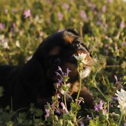 Polar Vortex - Black and tan male Cavalier King Charles Spaniel puppy in Ore City, Texas from Castle Grogan Cavaliers