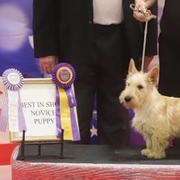 Scottish Terriers from Black Scotch