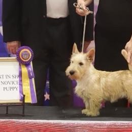 Scottish Terriers from Black Scotch