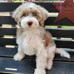 Mulberry - Merle female Cockapoo puppy in Mancelona, Michigan from Lavender poodles & doodles