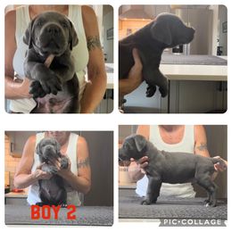 Boy 2 - Cane Corso puppy in Tennessee from Nuovo Inizi Kennels