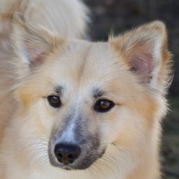 Icelandic Sheepdogs from Hawkspar Icelandic Sheepdogs