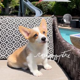 Pembroke Welsh Corgi Puppies from Corgipuppystore