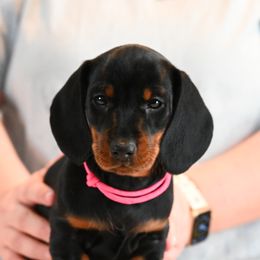 Girl 1 - Black and tan Dachshund puppy in Harrisburg, Illinois from Pyradox