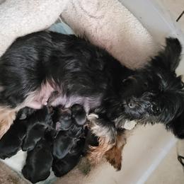 Raven - Yorkshire Terrier