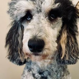 Goldendoodles from The Treasured Puppies Department