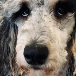 Goldendoodles from The Treasured Puppies Department