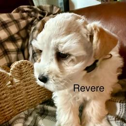 Revere - Wheaten male Miniature Schnauzer puppy in Byron, Georgia from Smilee Schnauzers