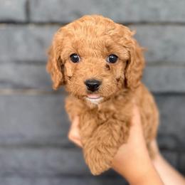 Roxy - Red  female Goldendoodle puppy in Phoenix, Arizona from Doodles of the Desert