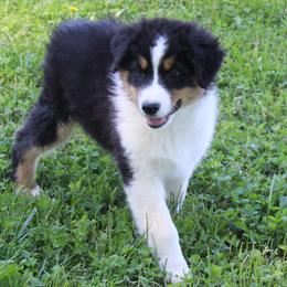 Simon - Black tri-color male Australian Shepherd puppy in Kansas, Oklahoma from Windy G Farm