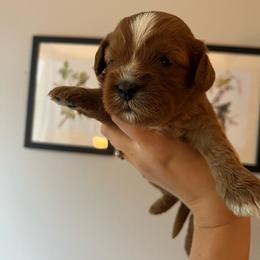 Cider - Red female Cavapoo puppy in Bloomfield, New York from Campbell Cavapoos
