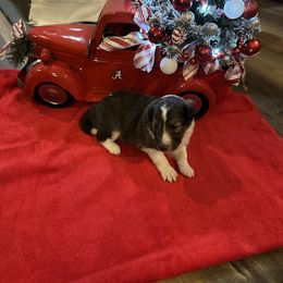 Sable and White Male - White and sable male Shetland Sheepdog puppy in Tuscumbia, Alabama from Agee's World of Shelties