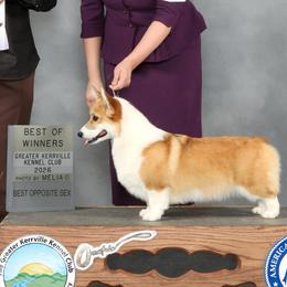 Elsa - Pembroke Welsh Corgi