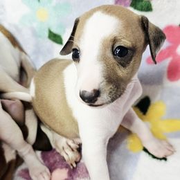 Meant To Be - White and fawn male Italian Greyhound puppy in Cadwell, Georgia from All The DoDa Day Italian Greyhounds