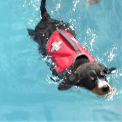 Entlebucher Mountain Dog puppies from Bar TT Ranch Entlebuchers