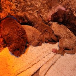 Red collar - Red  female Poodle puppy in Stephentown, New York from Creme de la Poodle, standard poodles