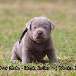 Cheshire (Black Collar) - Silver male Dilute Retriever puppy in Little Rock, Arkansas from Charcoal And Silver Labs