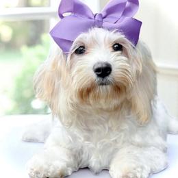 Poppy - Cavapoo