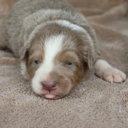 Red Collar - Lilac male Border Collie puppy in Courtland, Alabama from C Bar C Ranch Border Collies