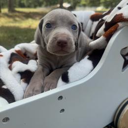 Swayze - Gray female Weimaraner puppy in Taylorsville, Mississippi from Southern Magnolia Weimaraners