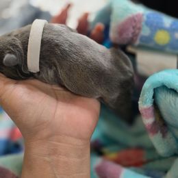 Prince James - Blue male French Bulldog puppy in Avondale, Arizona from Montes House of  Frenchies