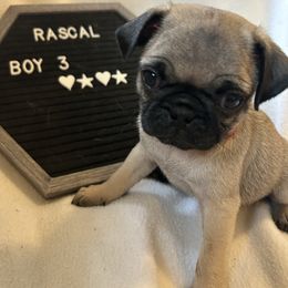 Boy 3 - Fawn male Pug puppy in Norborne, Missouri from Pug Palace
