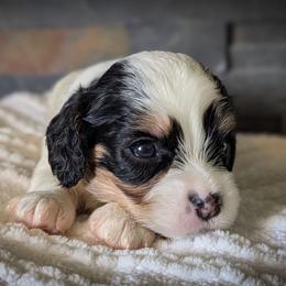 Tri Color Boy - Tri-color male Cavapoo puppy in San Diego, California from WW Cavapoos