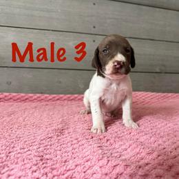 Waylon - Liver and white male German Shorthaired Pointer puppy in Axton, Virginia from Red Clay Kennels