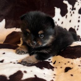 Girl 1 - Black and tan female Pomeranian puppy in Newalla, Oklahoma from Classy Poms