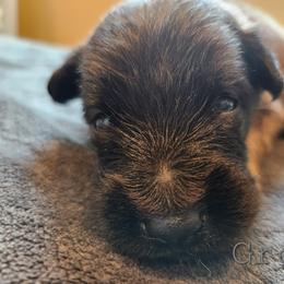 Grey - Mahogany and black male Belgian Tervuren puppy in Merrill, Michigan from Reves Vifs Belgian Shepherds